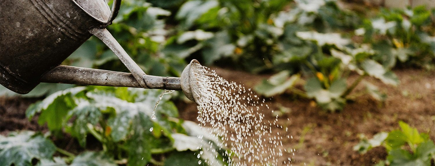 Affordable websites - image of a watering can